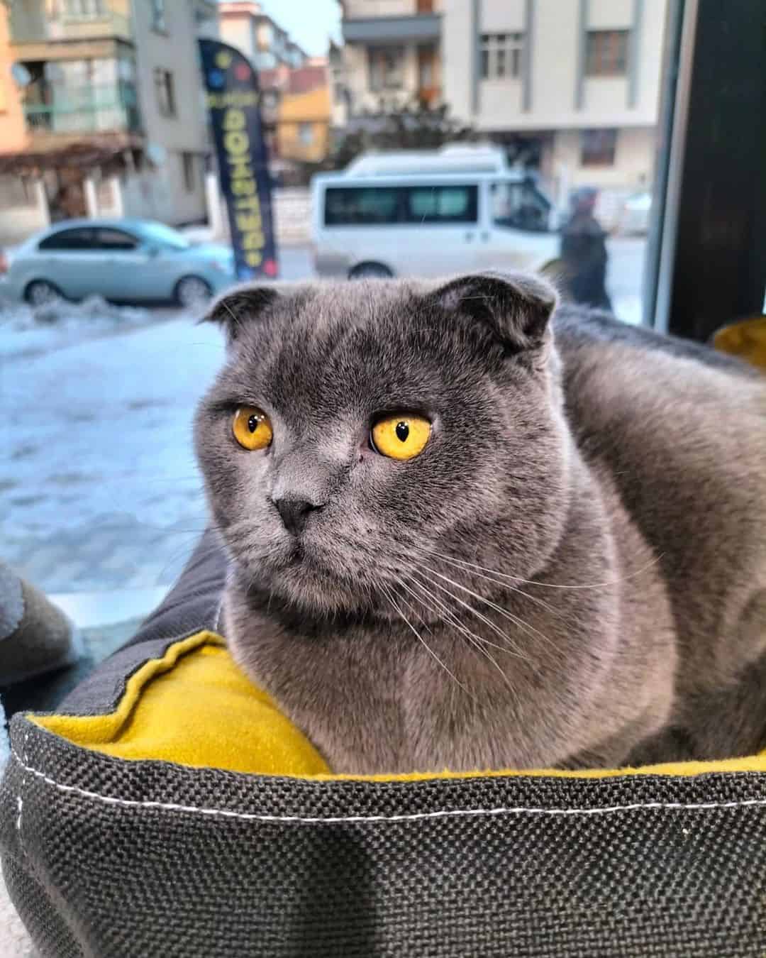 Scottish Fold lies on his pillow