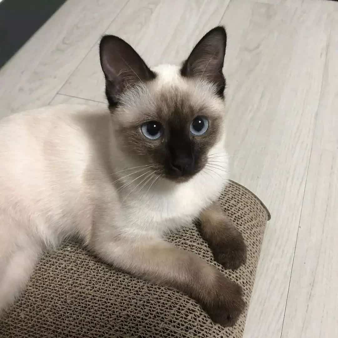 Siamese Cat is lying on the armchair