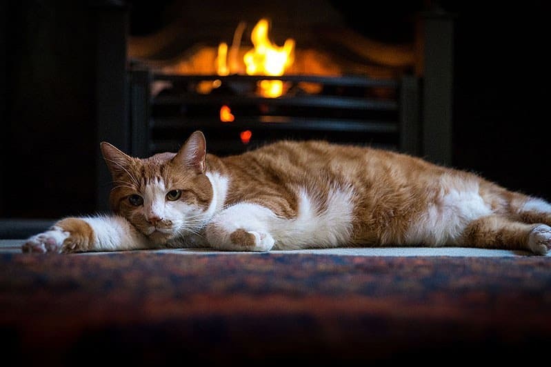 Sir Godfrey, The Hazlitt’s Hotel's cat