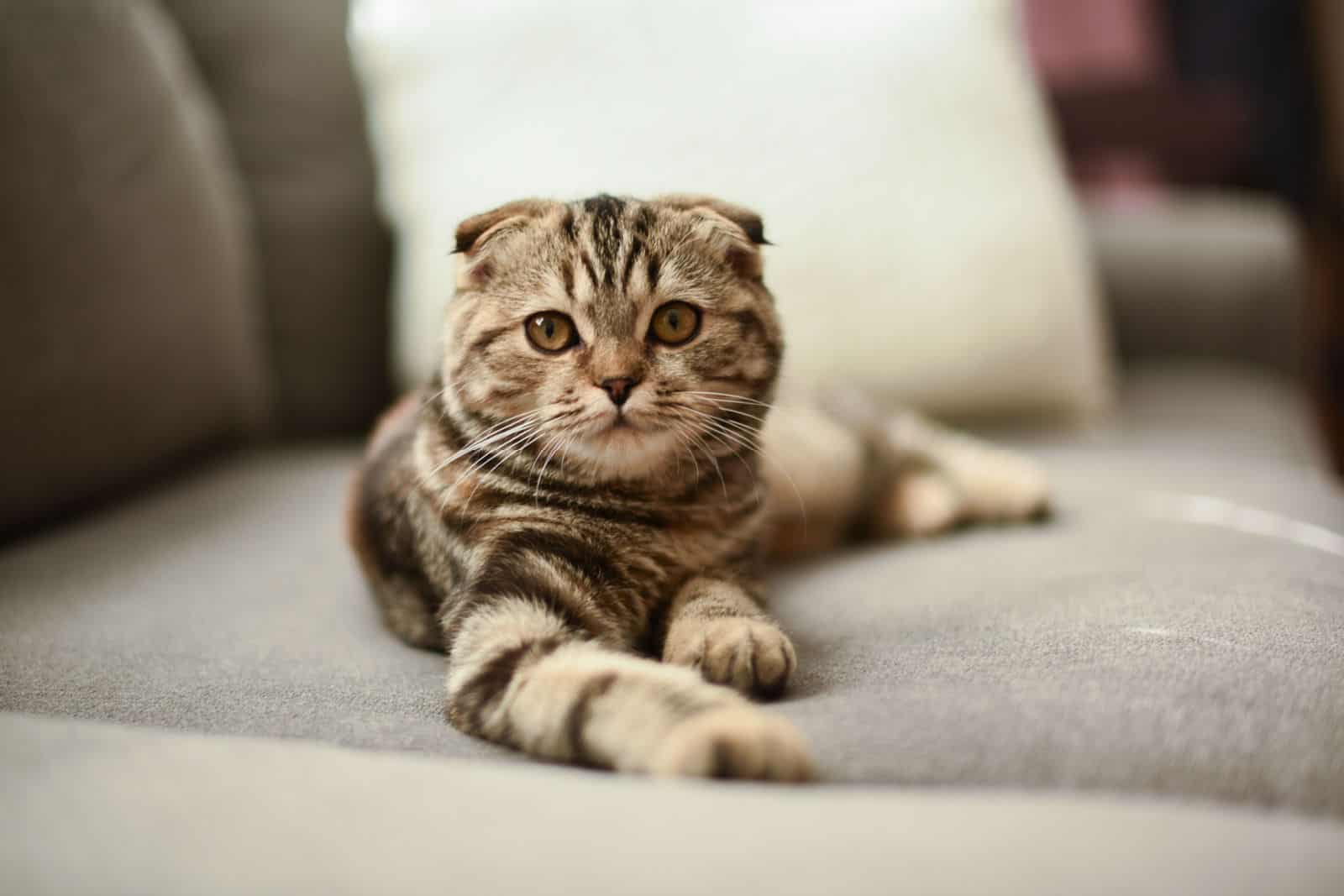 Small Brown Striped Scottish Fold Kitten Cat Hanging Out Around the House Napping with Folded Ears
