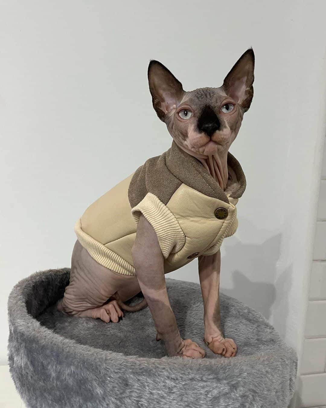 Sphynx Cat sitting on her pillow