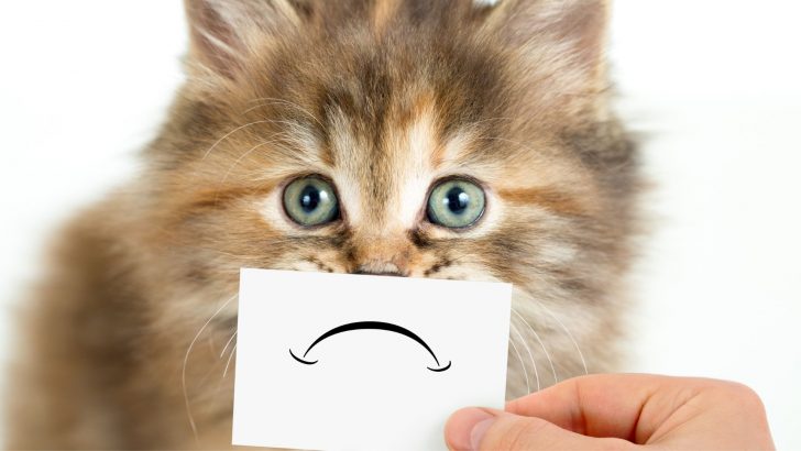 Stop Hurting Your Feline With These 10 Unconscious Mistakes
