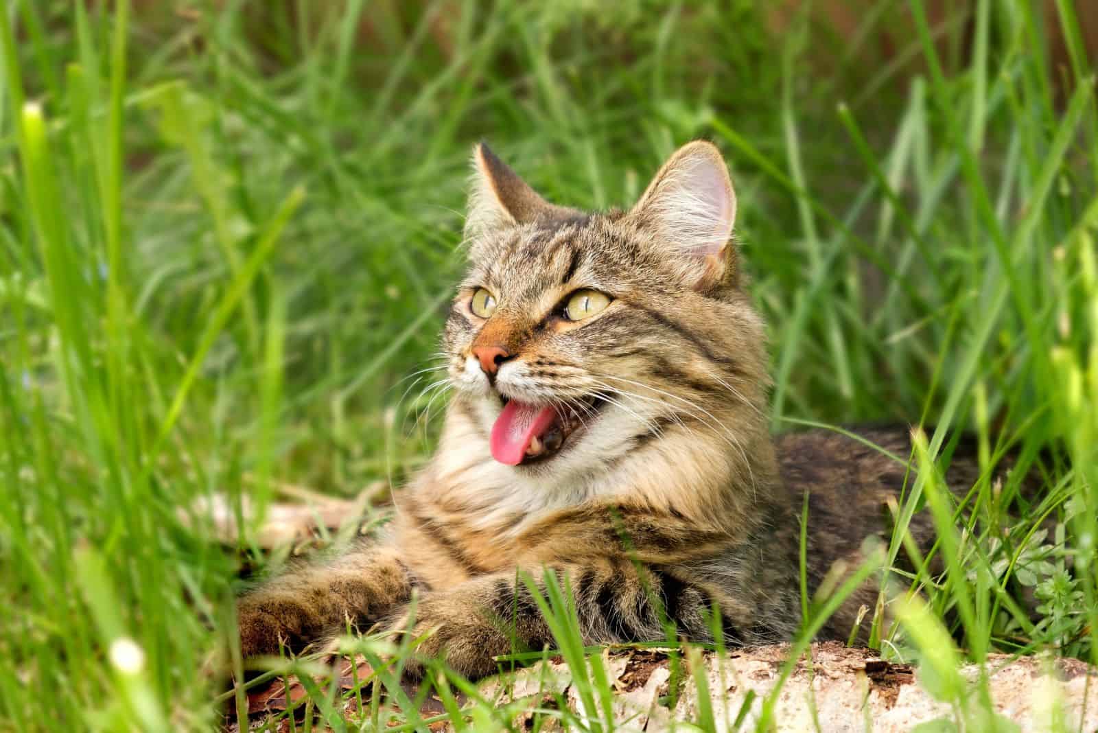 Tabby domestic cat is lying on the grass and panting