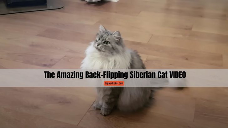 The Amazing Back-Flipping Siberian Cat VIDEO
