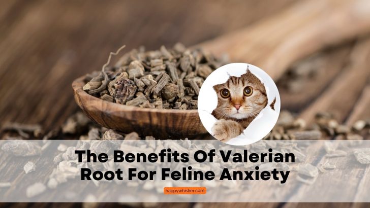 The Benefits Of Valerian Root For Feline Stress and Anxiety