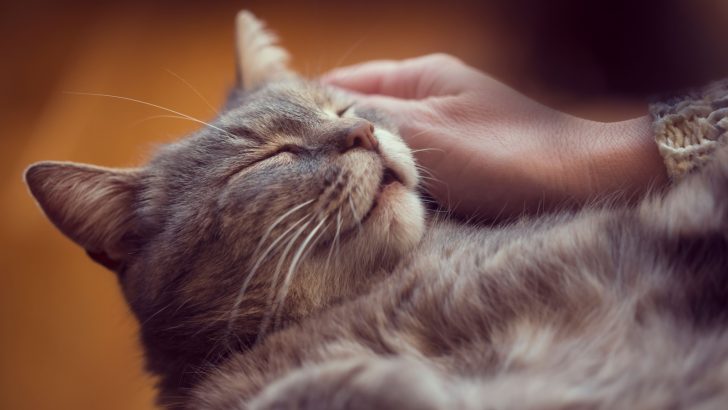 The Perfect Kitty Tickle Experiment That Every Cat Owner Must Try