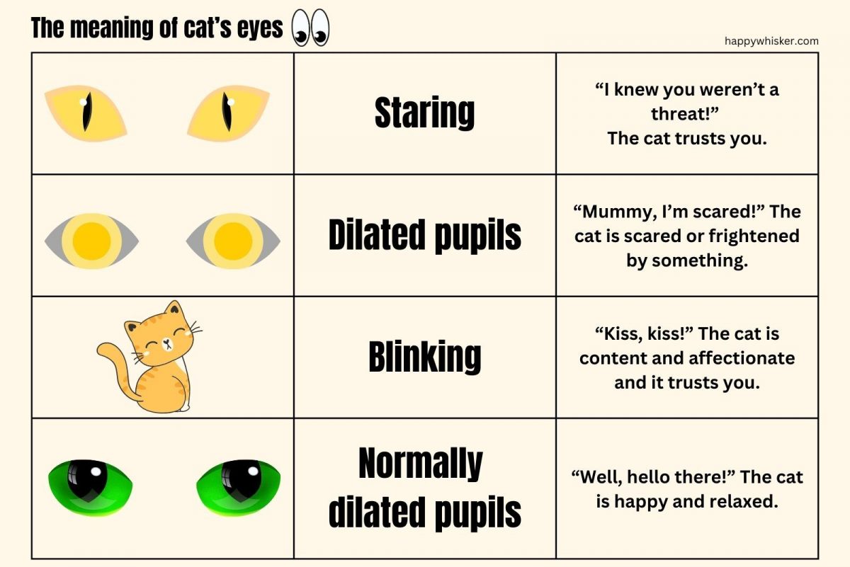 This Is How You Can Speak Cat Language