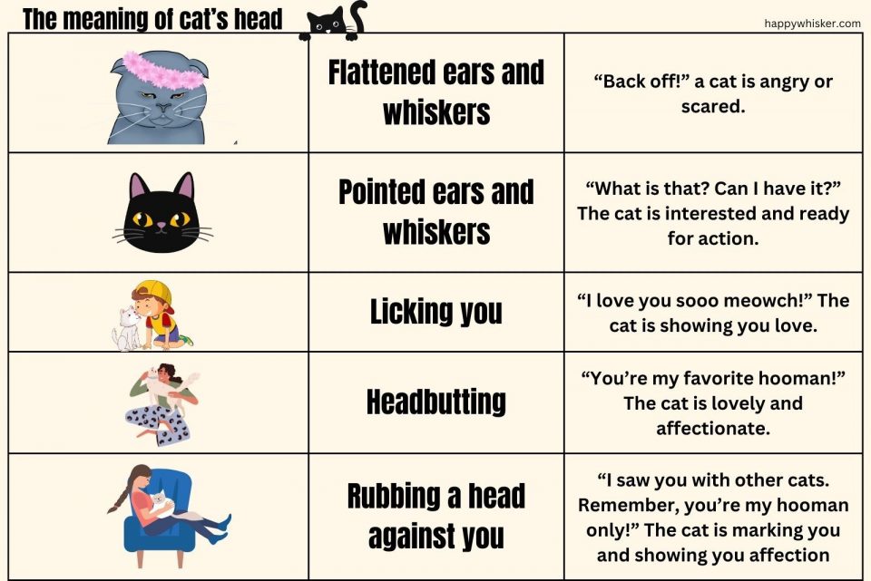This Is How You Can Speak Cat Language