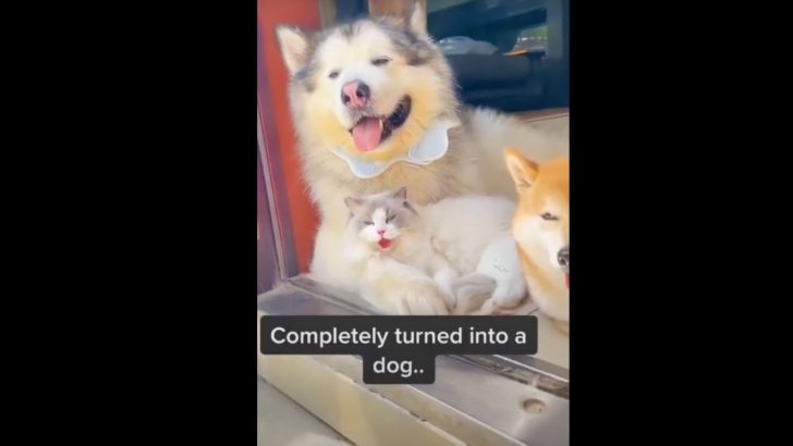 These Cats Act Like Dogs And It’s The Funniest Thing Ever