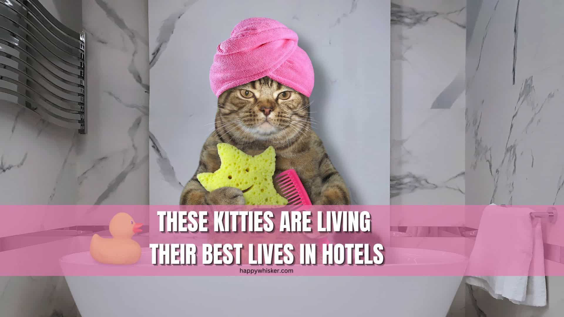 funny image of a cat living in hotel