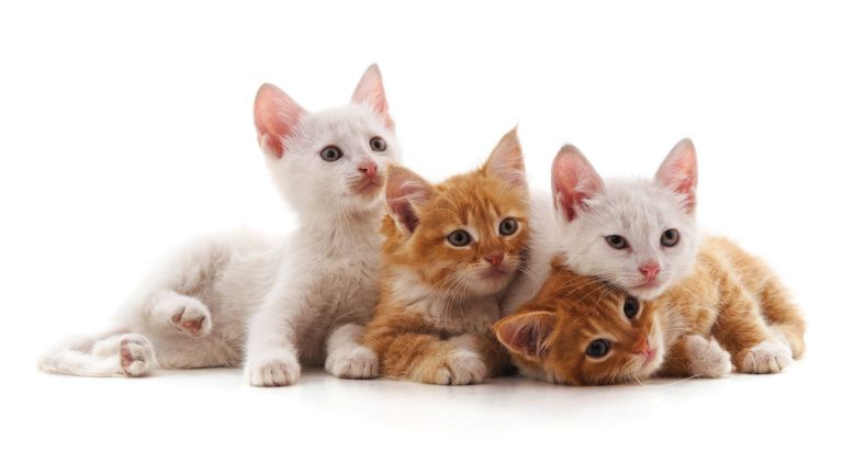 8 Small Cat Breeds That Will Simply Capture Your Heart