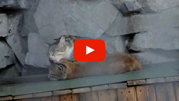 This Amazing Cat Adopted A Baby Lynx As She Was Her Own