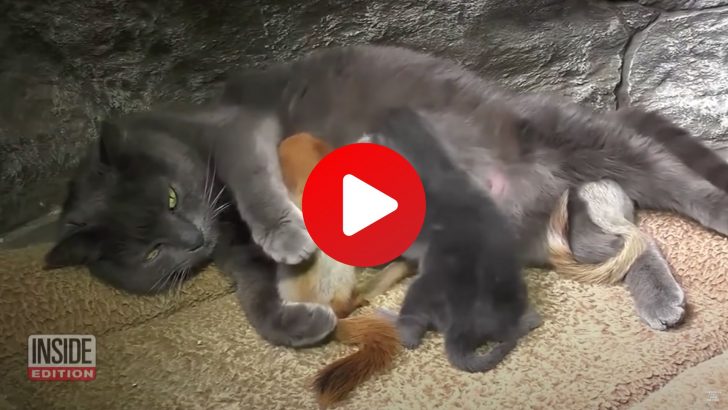 This Incredible Mama Cat Adopts Four Baby Squirrels