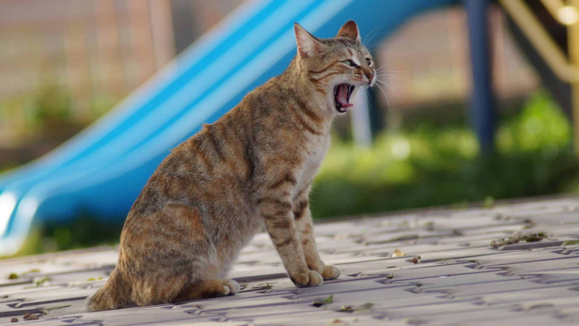 cat meowing outdoor