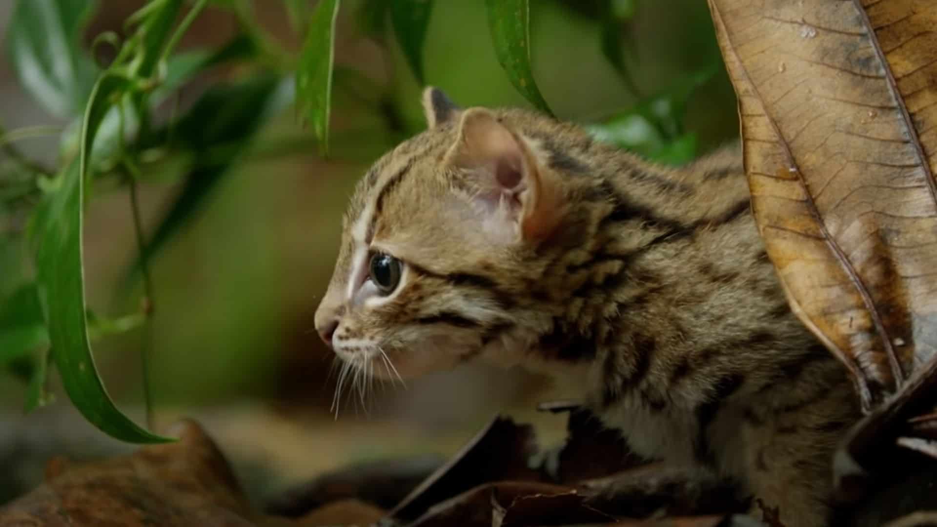 Tiniest kitten in world