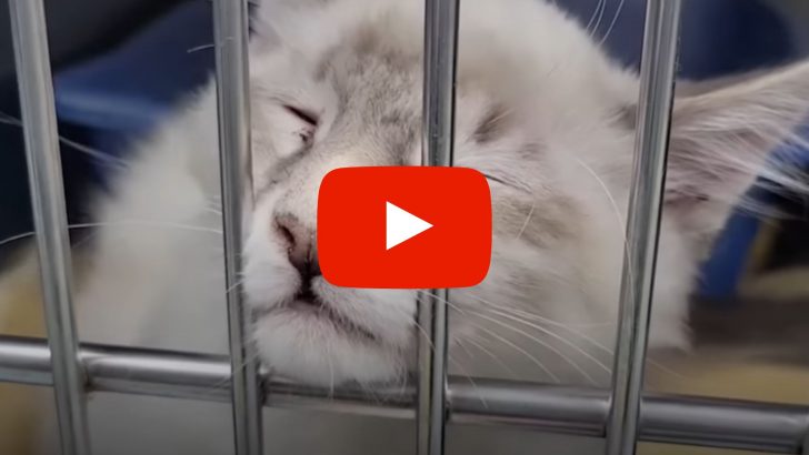 This Stressed Kitty Begs To Get Adopted And Be Loved