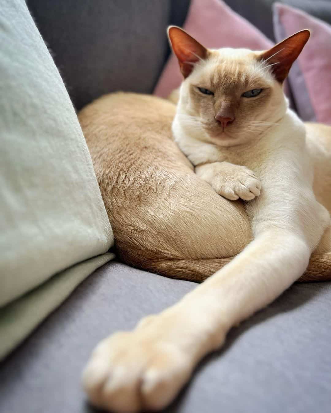 Tonkinese Cat is lying on the couch