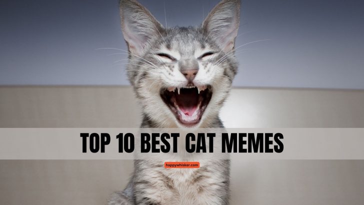 Top 10 Best Cat Memes You’ll See Today
