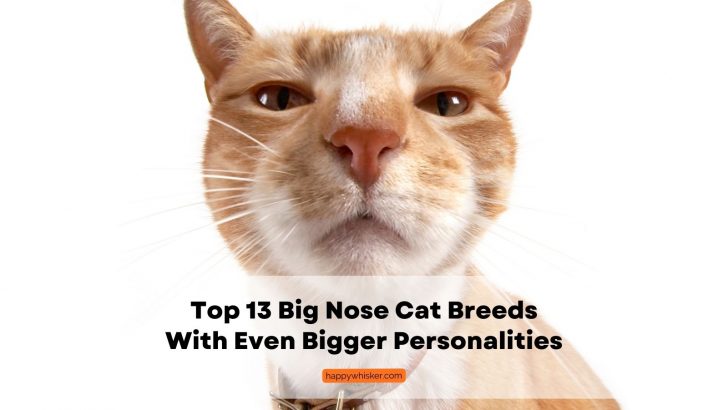Top 13 Big Nose Cat Breeds With Even Bigger Personalities