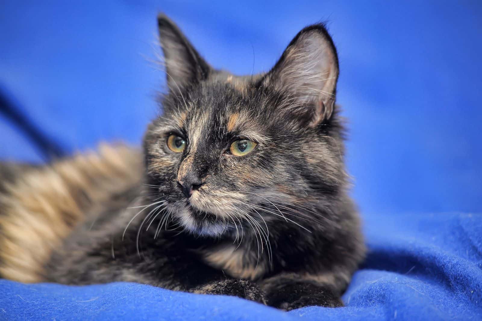 Tortoiseshell Cat lies on a blue blanket