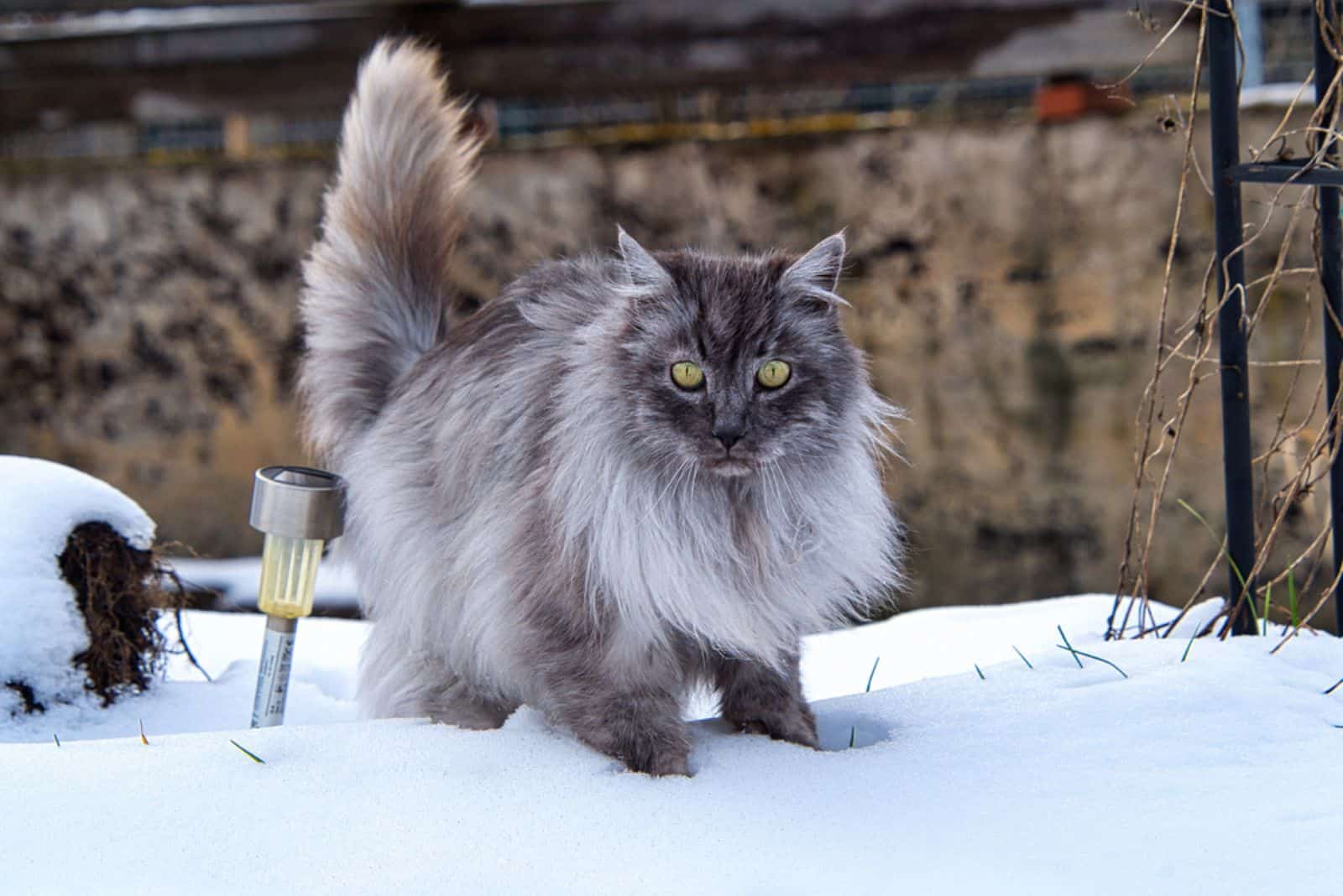 Turkish Angora cat with gray long hair and green eyes in the snow in winter in the garden