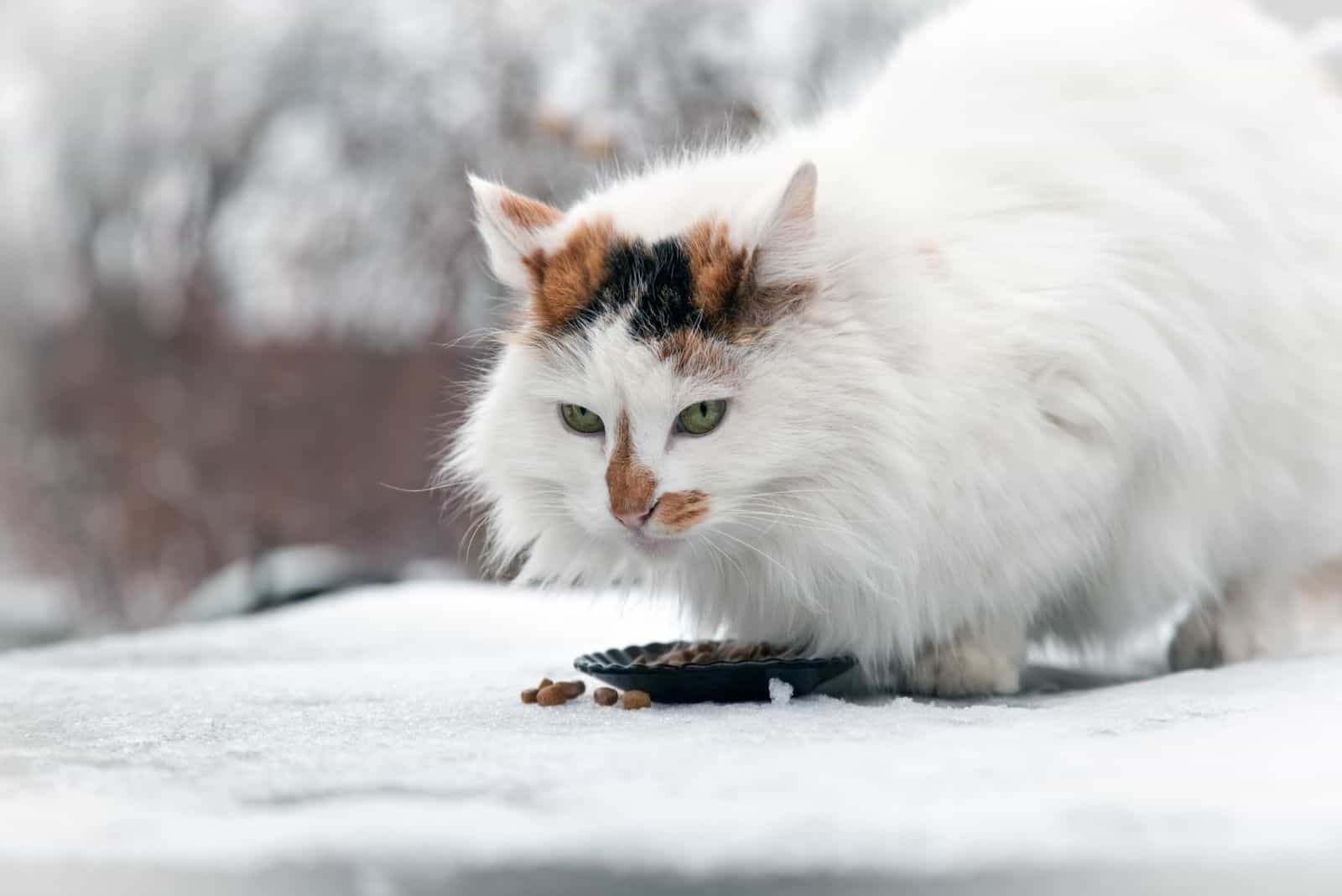 Turkish van cat walks in the yard and eats its food