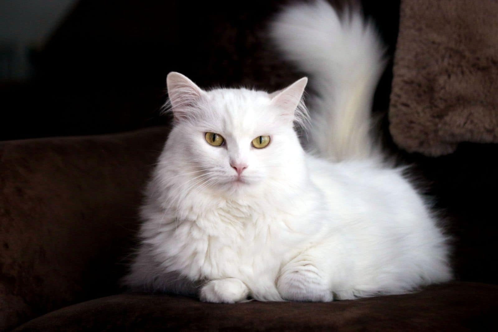 Turkish white angora cat