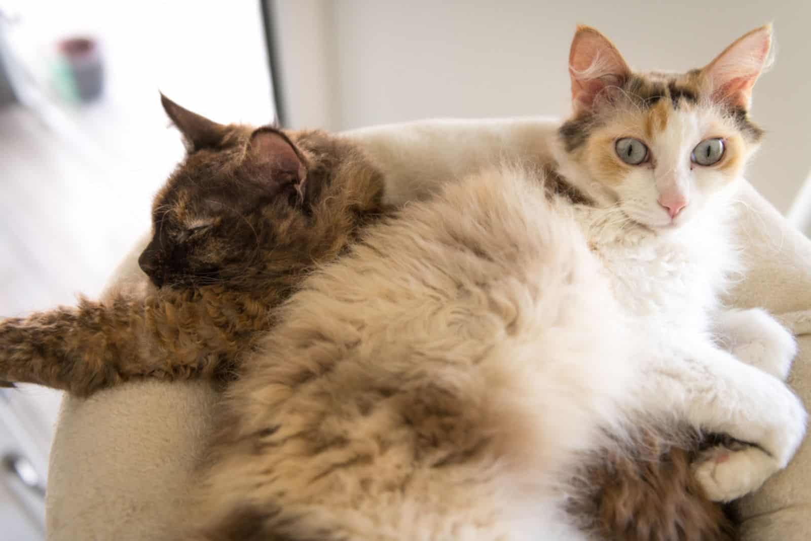 Two LaPerm cats are lying on top of each other (2)