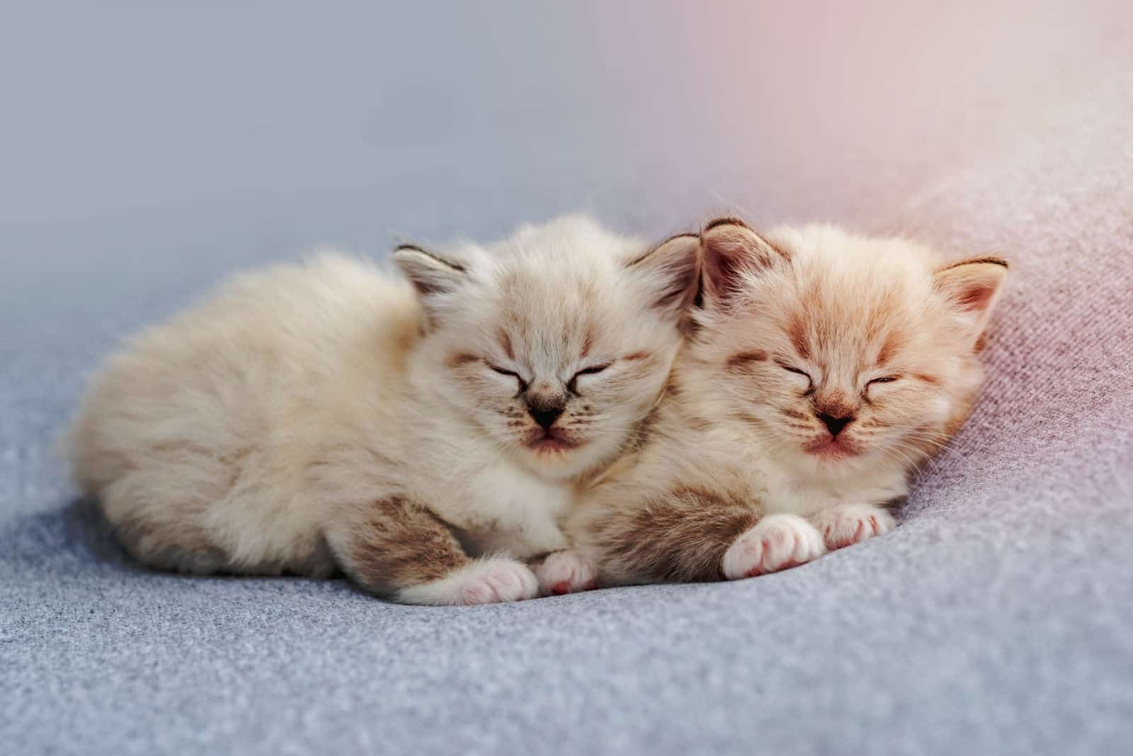 Two adorable little ragdoll kittens sleeping together on light blue fabric