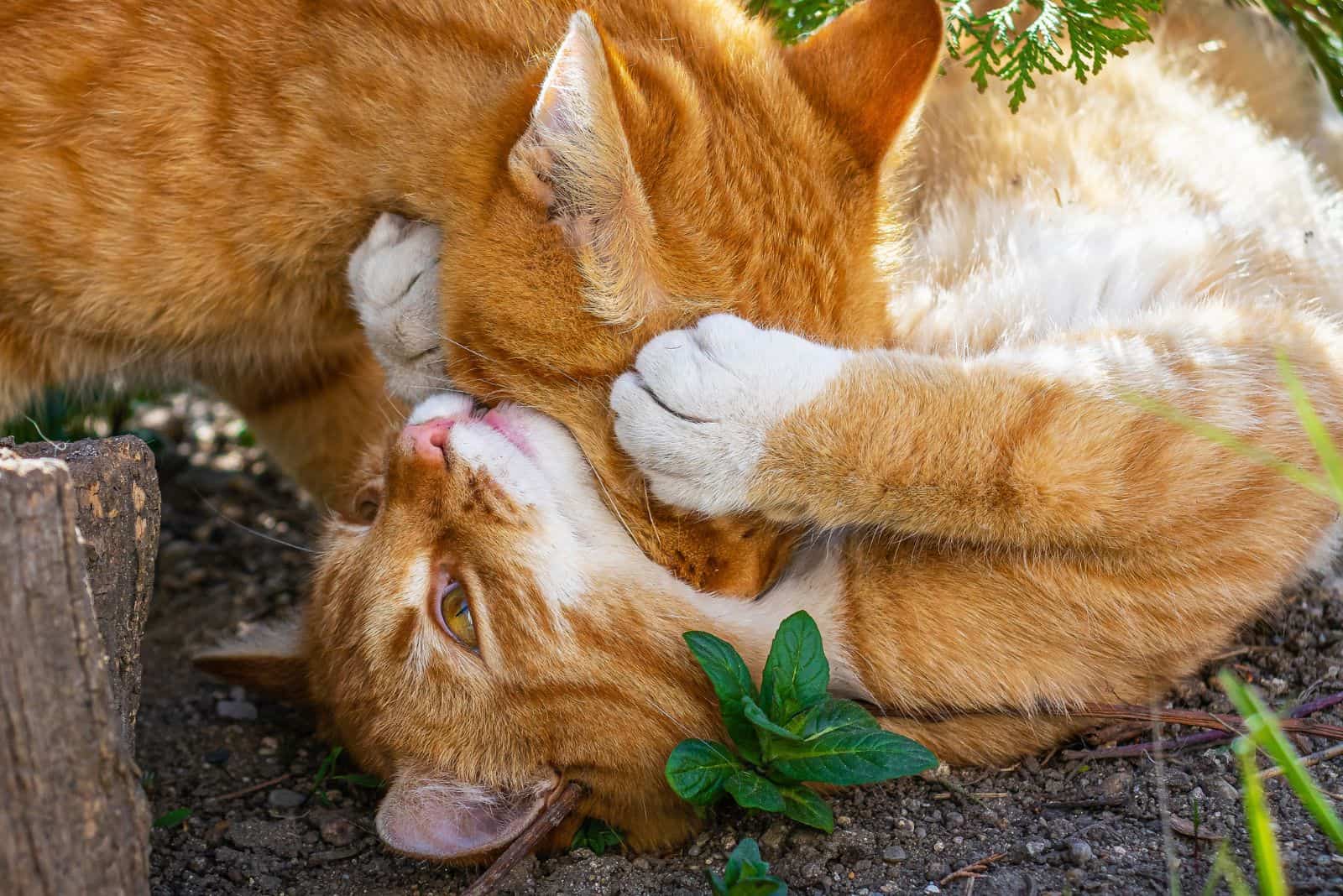 Two ginger cats are playing by biting each other's necks
