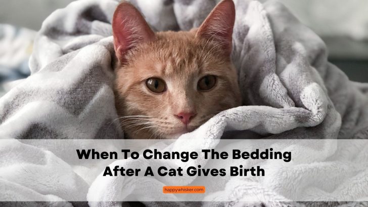 When To Change The Bedding After A Cat Gives Birth?