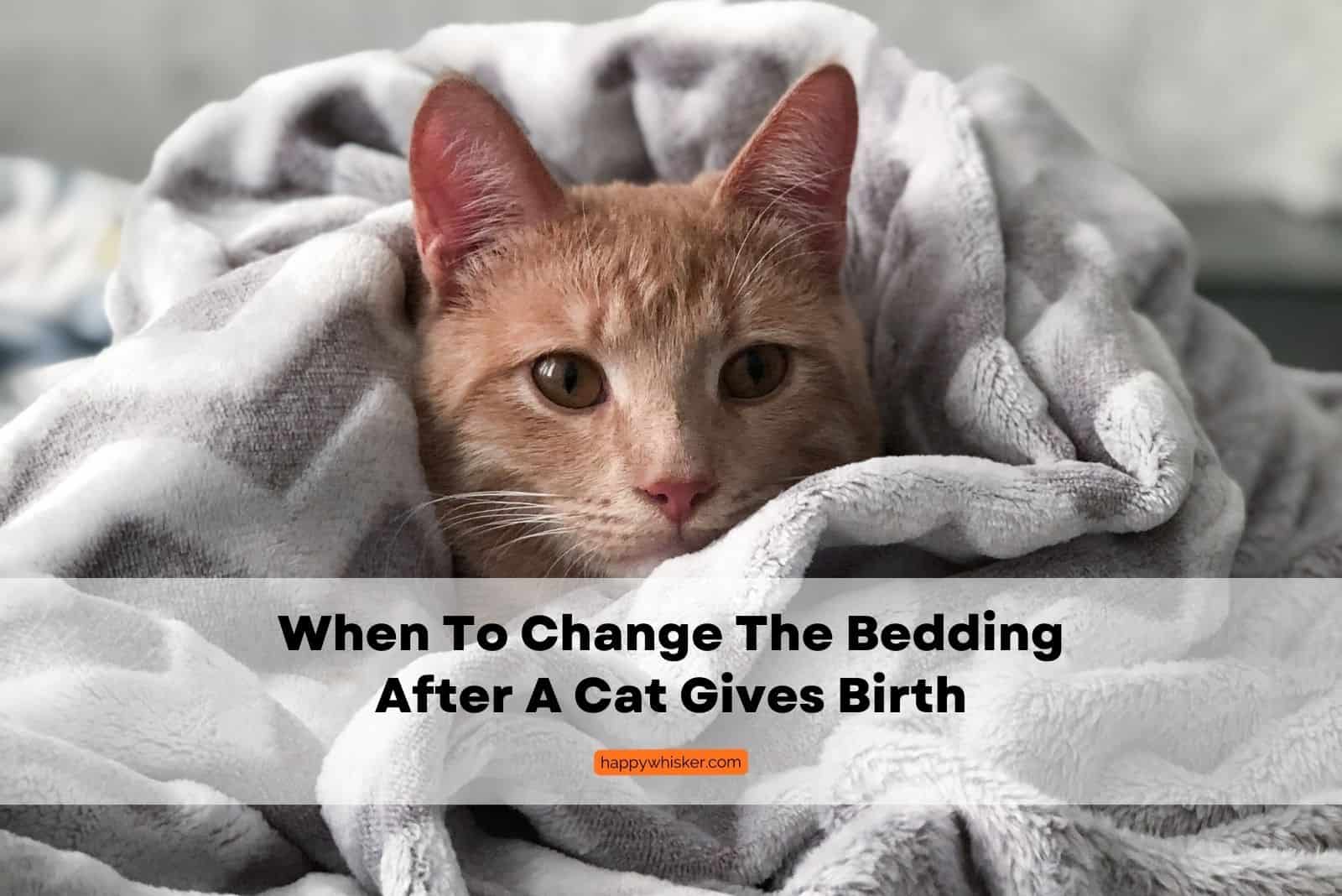 cat that has given birth is hiding in bedding