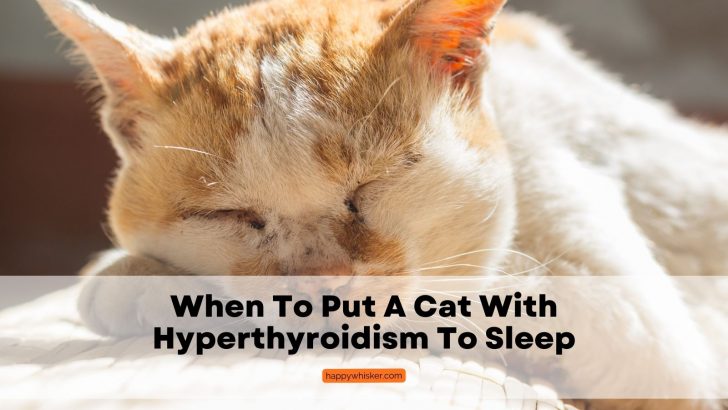 When To Put A Cat With Hyperthyroidism To Sleep