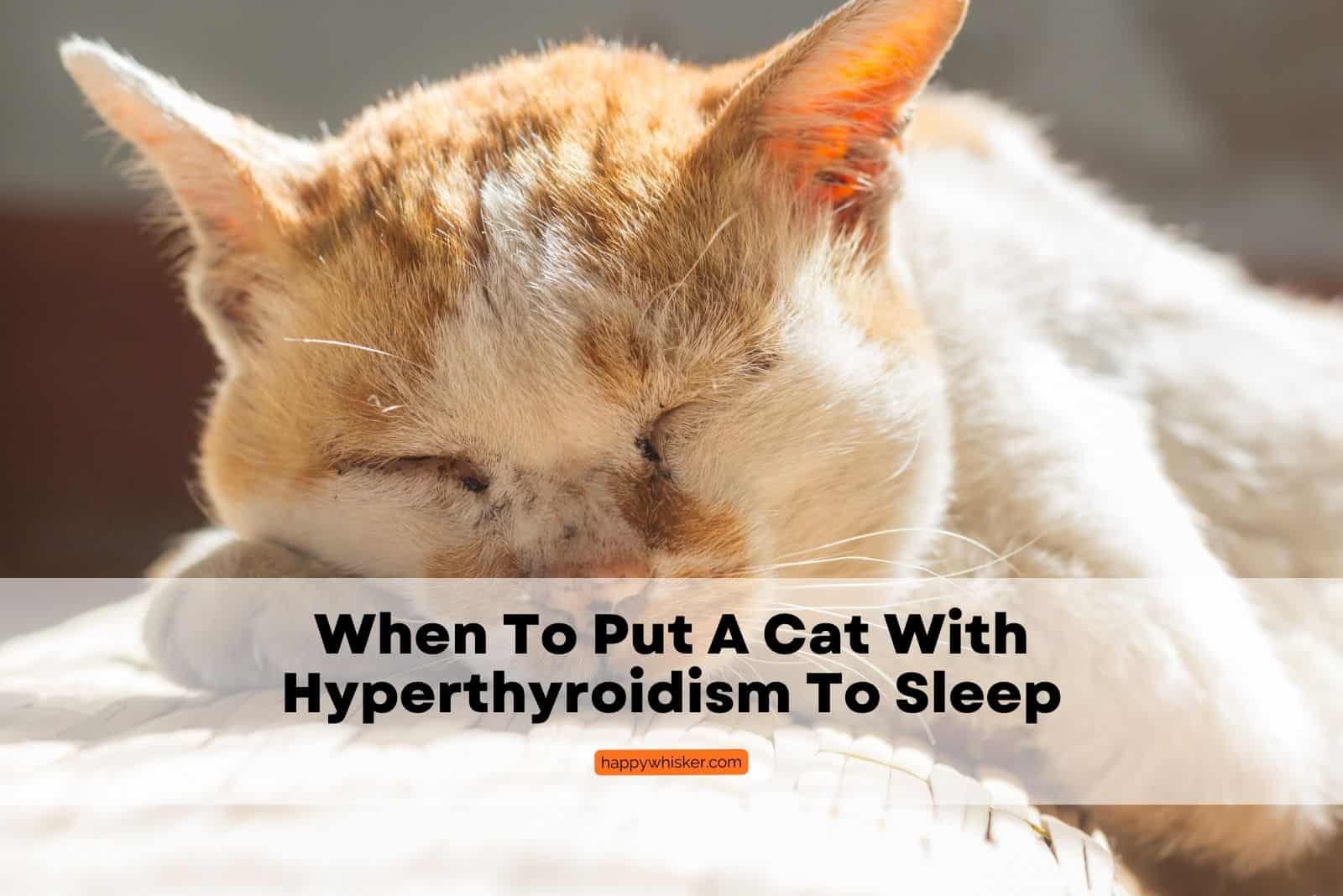 cat with Hyperthyroidism lying on floor