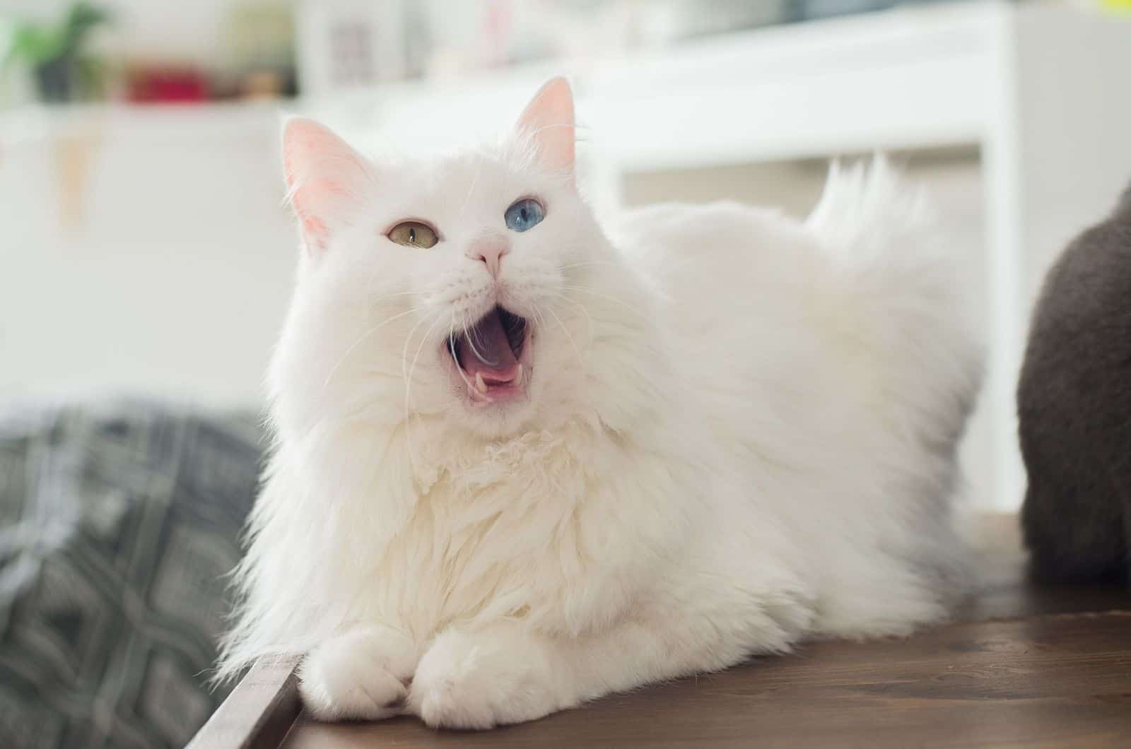 White fluffy cat with multicolored eyes sitting and meows