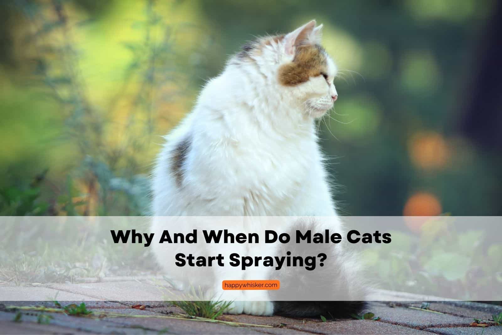 when male cats start spraying