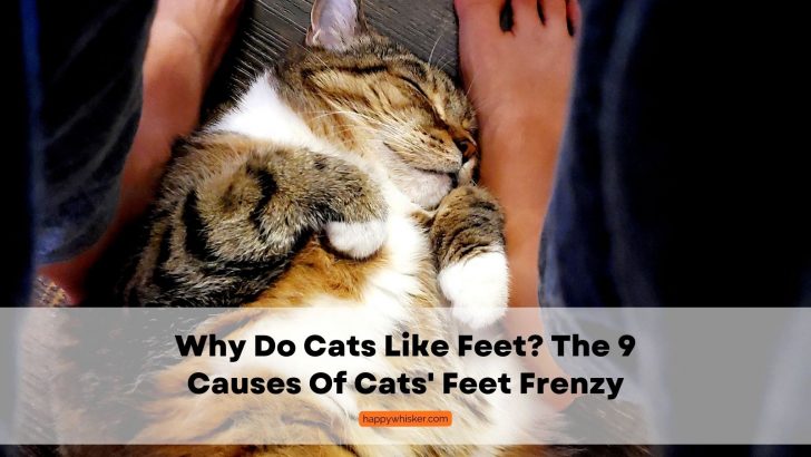 Why Do Cats Like Feet? The 9 Causes Of Cats’ Feet Frenzy