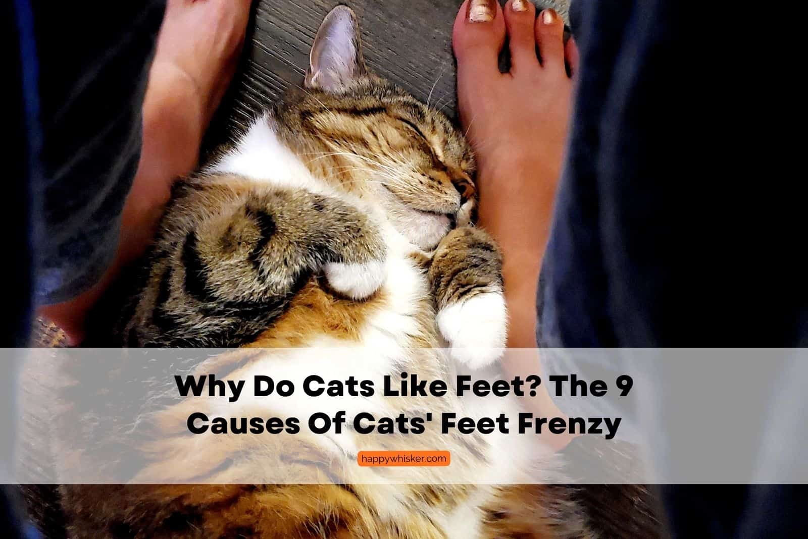 why do cats like feet