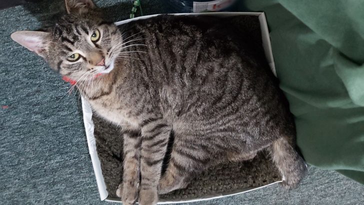 Why Do Cats Love Boxes So Much?