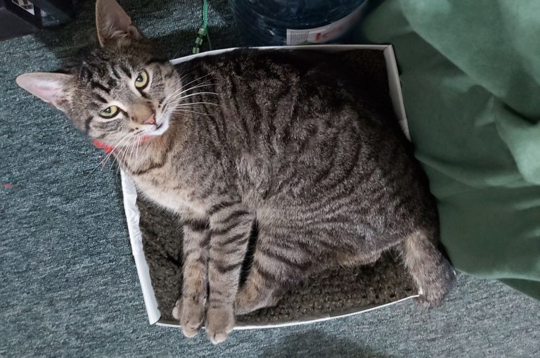 domestic tabby cat resting in a box