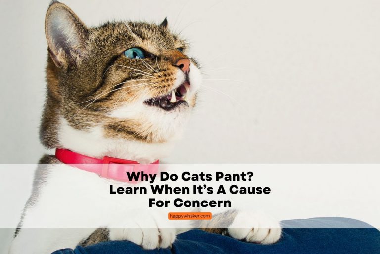 cats pant