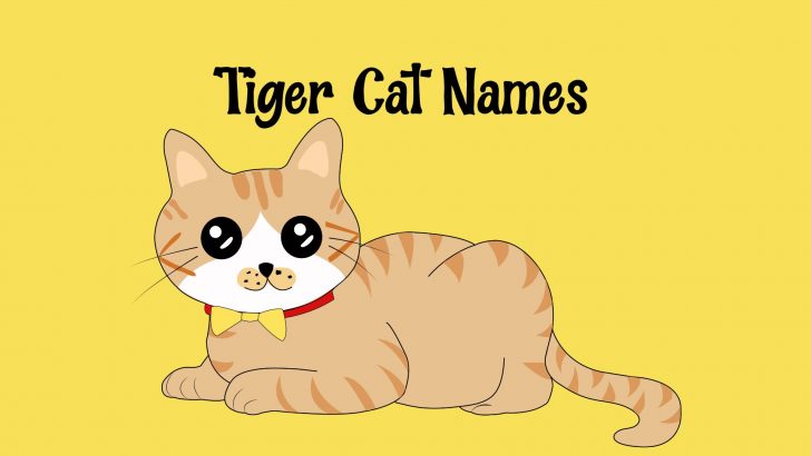 You’ll Want To Adopt A Tabby After These 150 Tiger Cat Names
