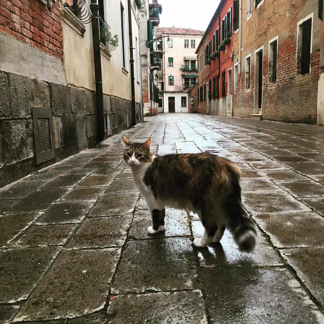 a beautiful cat walks on the sidewalk