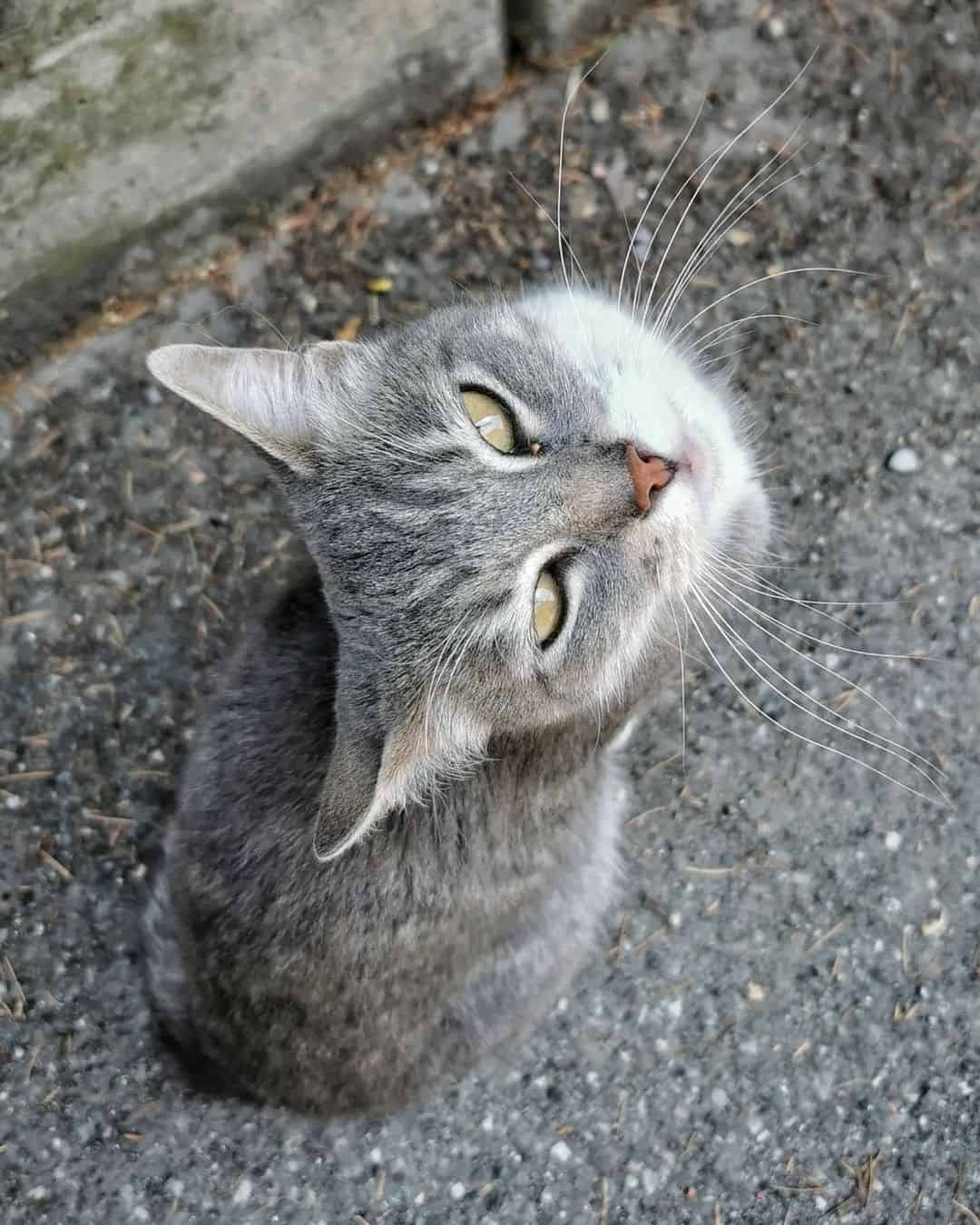 a beautiful gray cat sits on the street with its head up