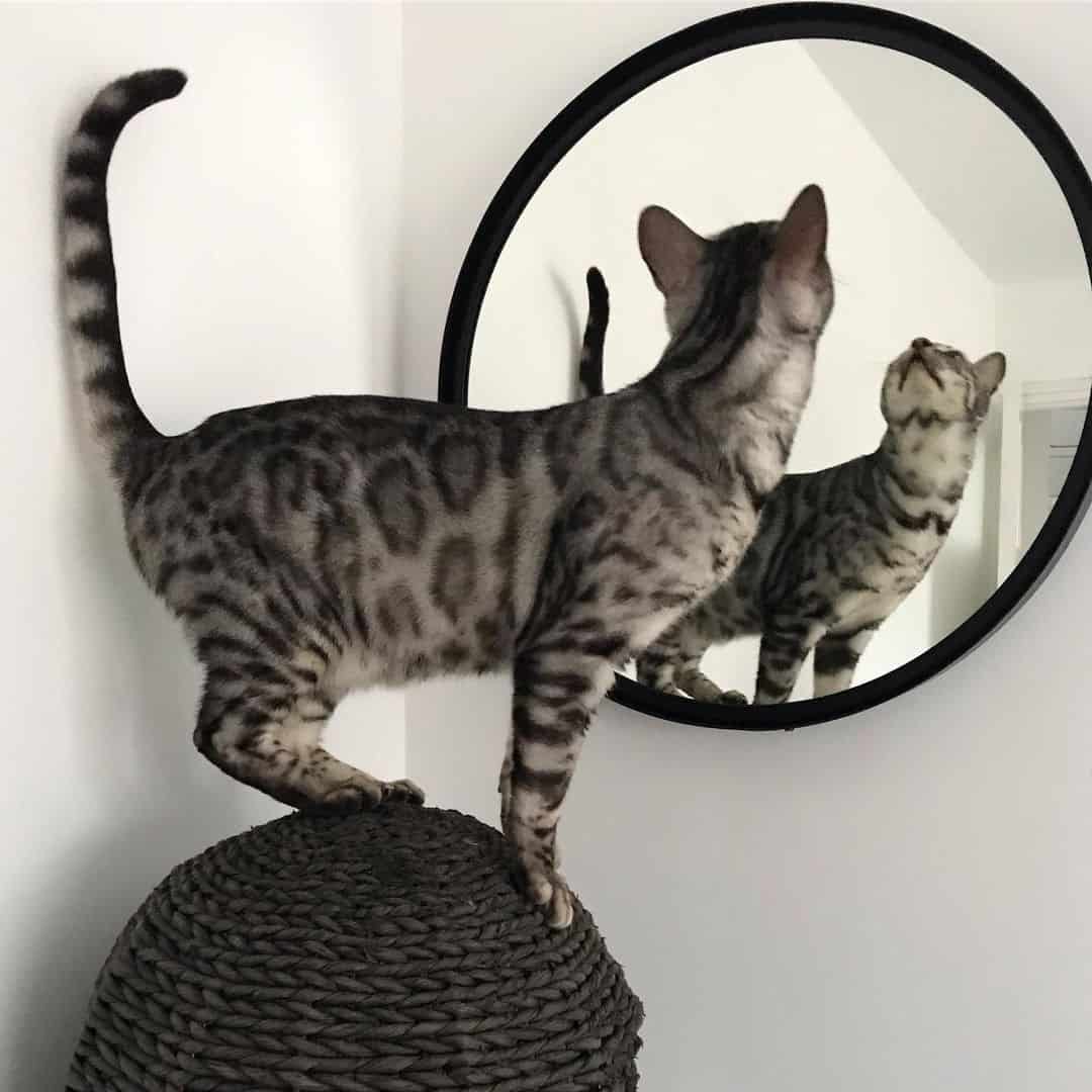 a bengal cat is standing in front of a mirror