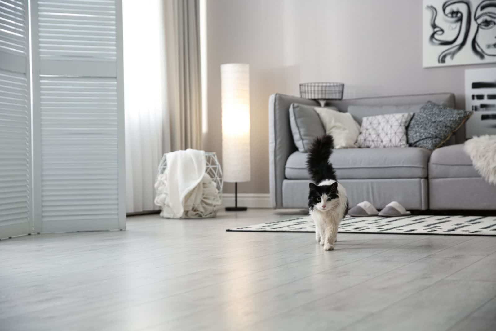 a black and white cat walks around the house