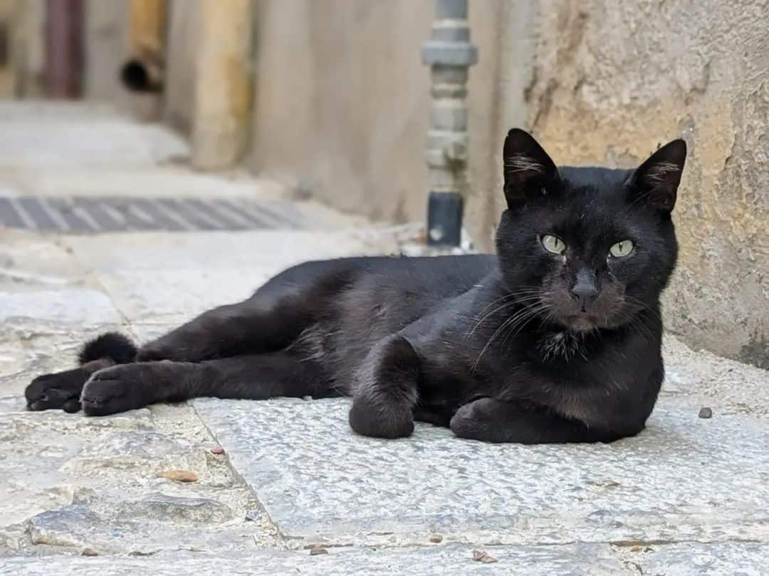 a black cat is lying on the pavement