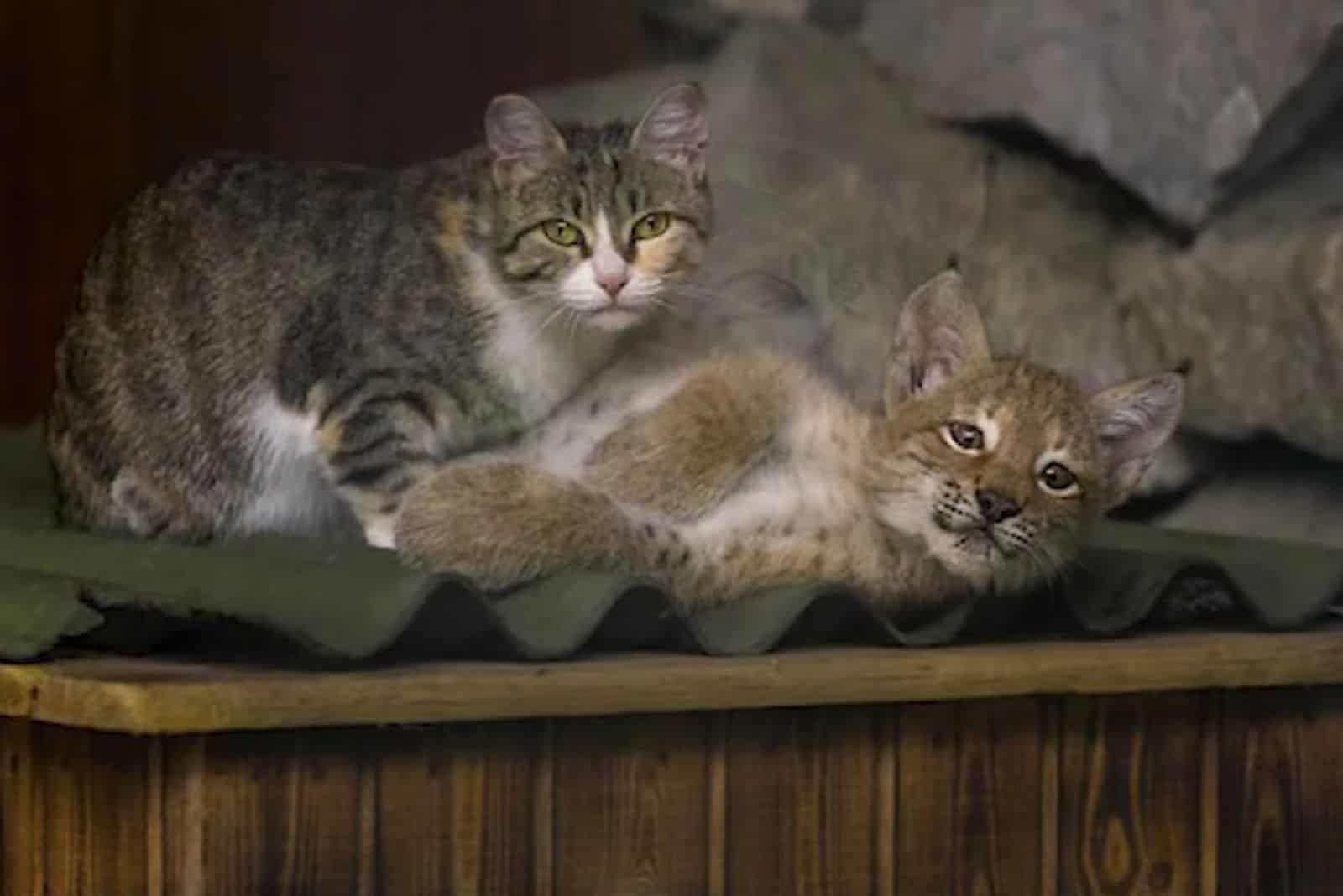 a cat with a baby lynx on the roof