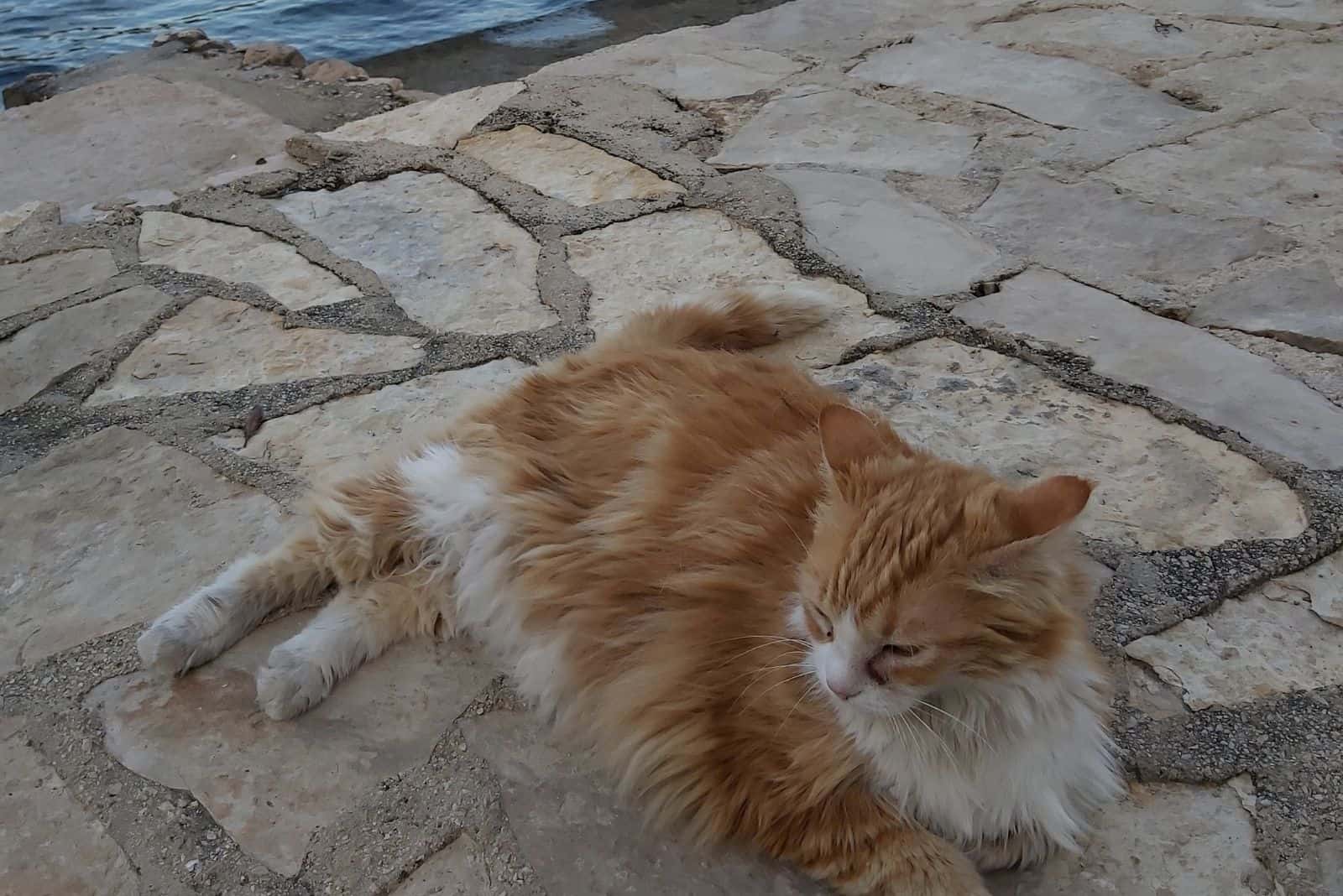 a cute cat is lying by the seashore