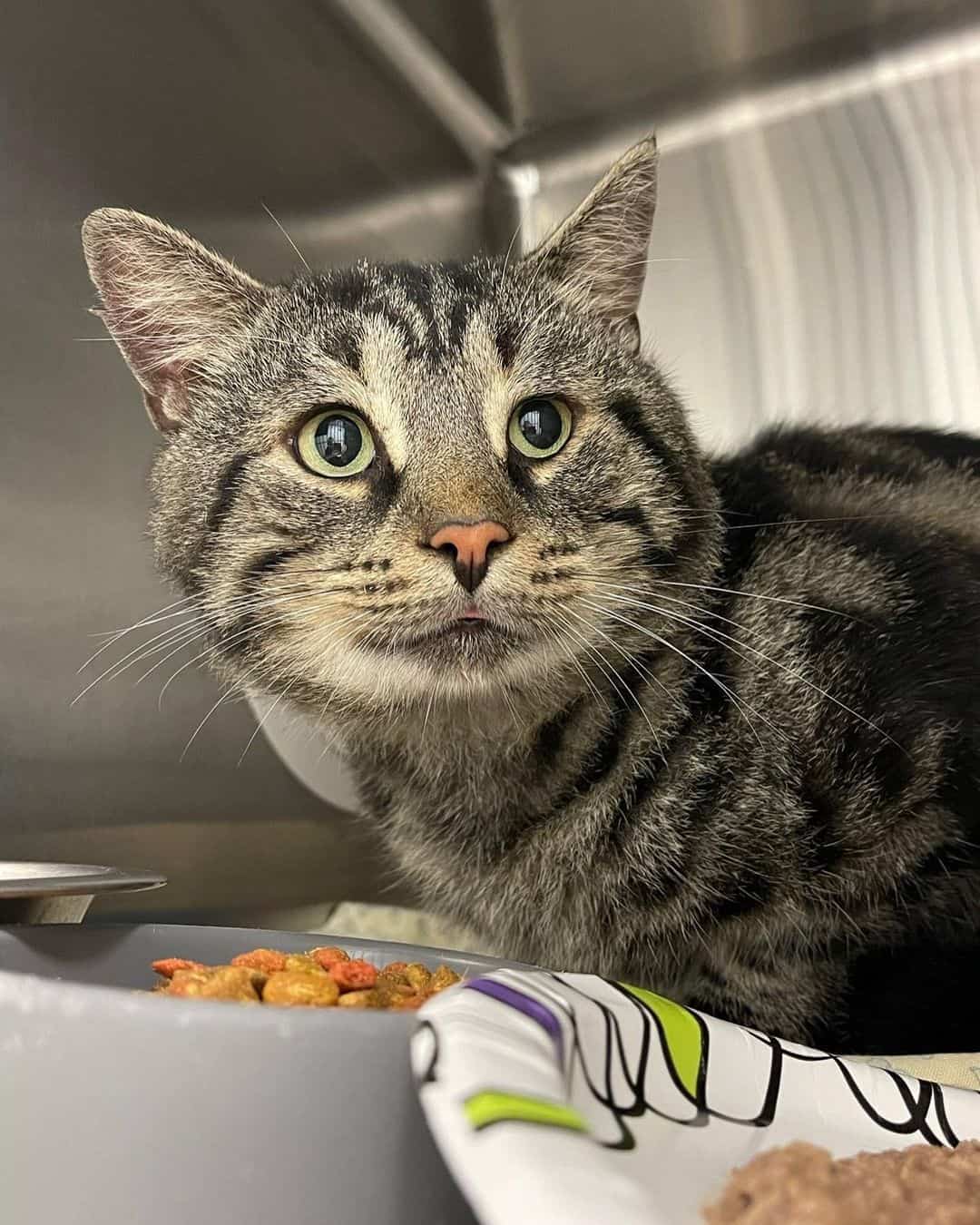 a cute cat sits next to a bowl of food and looks around